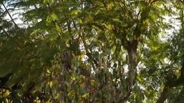 Hareketli bir ağaç