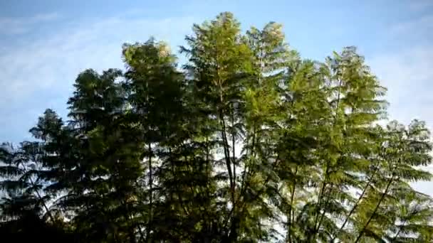 Движущееся дерево — стоковое видео