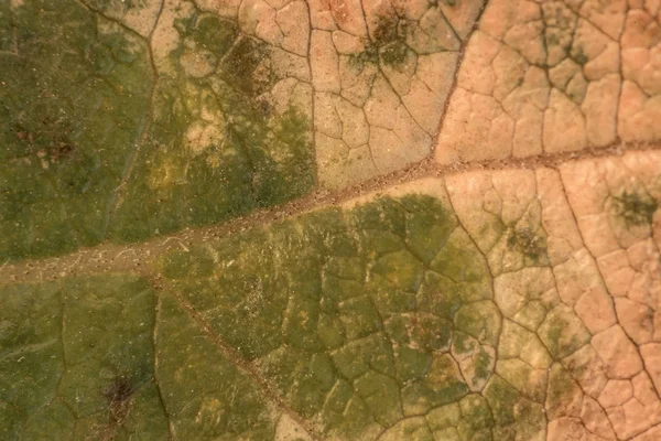 Macro fotografia della consistenza di una foglia in autunno — Foto Stock