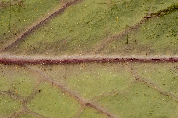 Макрофотографія текстури листа восени — стокове фото