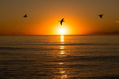 Uçan kuşlar ile denizde bir gündoğumu