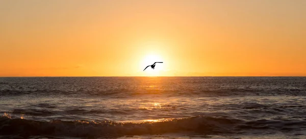 Wschód Słońca w morzu z ptaszki — Zdjęcie stockowe
