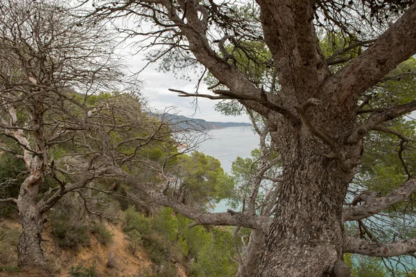 The wild coast in the province of Girona — Stock Photo, Image