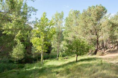 Guadalajara yüksek tajo doğal parkında