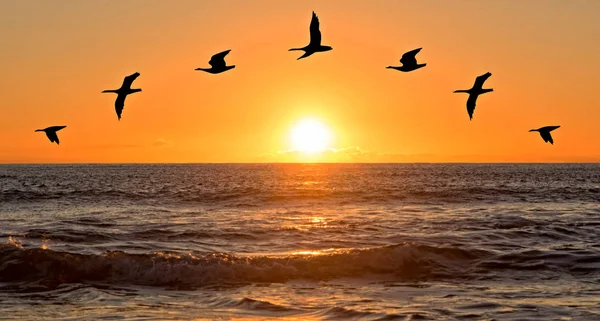 Восход солнца на море с птичьими силуэтами — стоковое фото