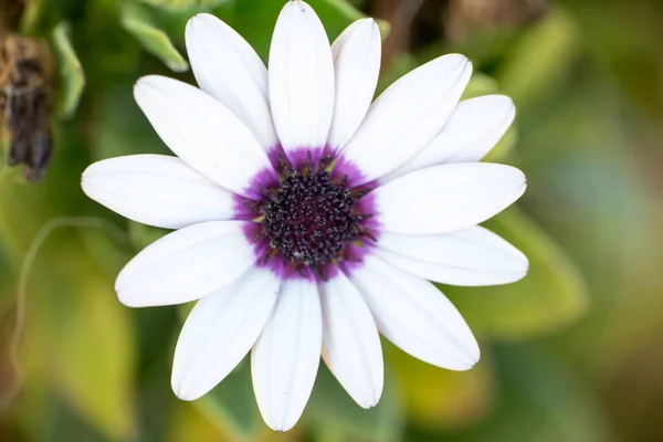 Makroaufnahme eines Gänseblümchens im Garten — Stockfoto