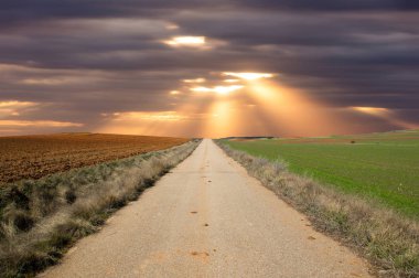 yeşil ve kahverengi