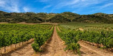 La Rioja bağ dağ ve mavi gökyüzü ile