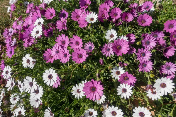 Margaridas brancas e violetas no jardim — Fotografia de Stock