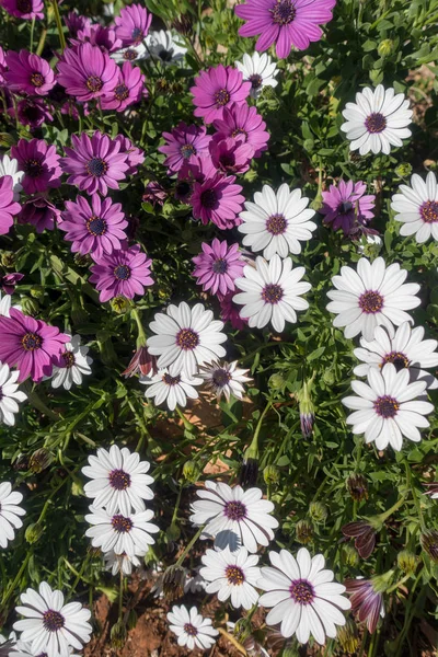 Weiße und violette Gänseblümchen im Garten — Stockfoto