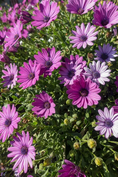 Weiße und violette Gänseblümchen im Garten — Stockfoto