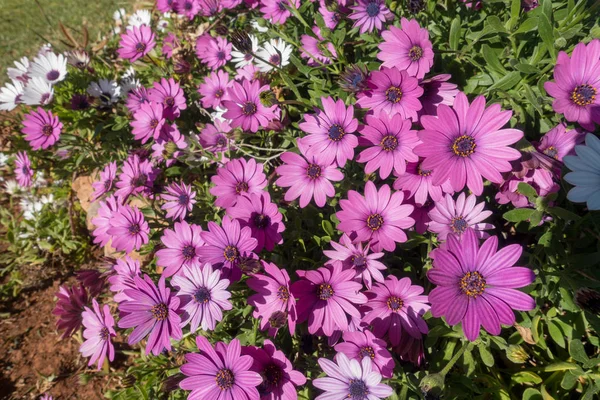 Weiße und violette Gänseblümchen im Garten — Stockfoto