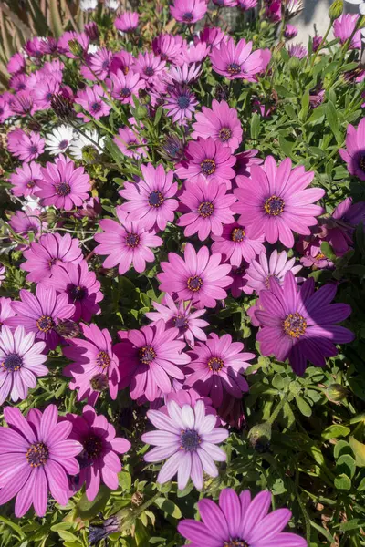 White and violet daisies in the garden — Stock Photo, Image