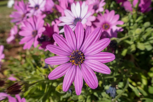 Weiße und violette Gänseblümchen im Garten — Stockfoto