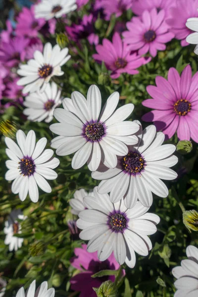 Weiße und violette Gänseblümchen im Garten — Stockfoto