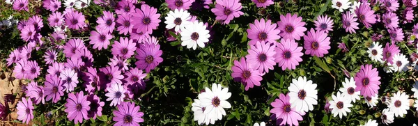 Weiße und violette Gänseblümchen im Garten — Stockfoto