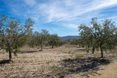 Lucainena yeşil yol Almeria mavi gökyüzü altında