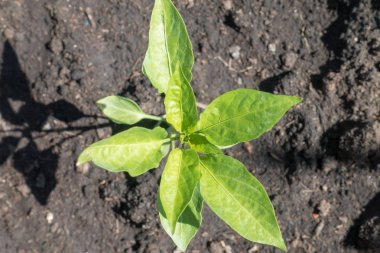 Saksıda büyüyen küçük ağaç