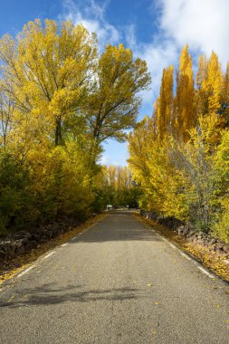 Soria 'da sonbahar ağaçları olan yol, Castilla Leon