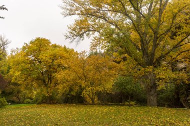 Soria 'da Calatanazor' un yanındaki patikalar