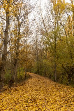 Sonbaharda ormandan geçen bir yol, Soria.