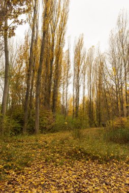 Sonbaharda ormandan geçen bir yol, Soria.