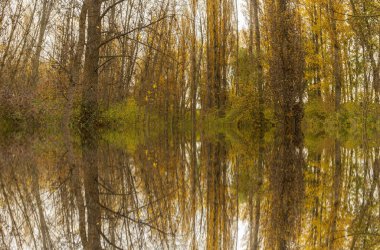 Sonbaharda bazı orman ağaçlarının sularındaki yansımalar.