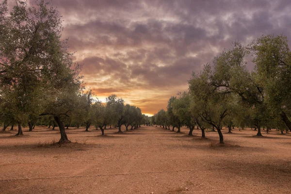 Strada dell'agosto che attraversa San Mateo — Foto Stock