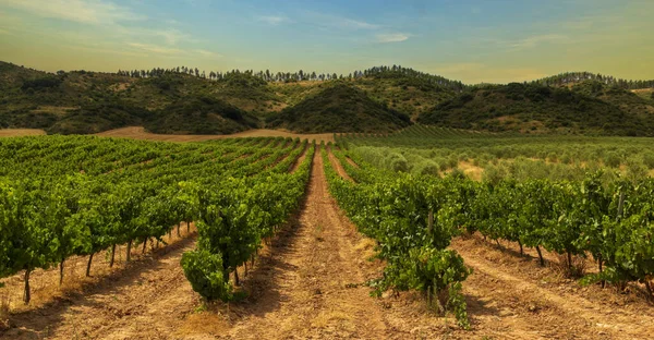 Vingård på väg till Santiago de Navarra — Stockfoto