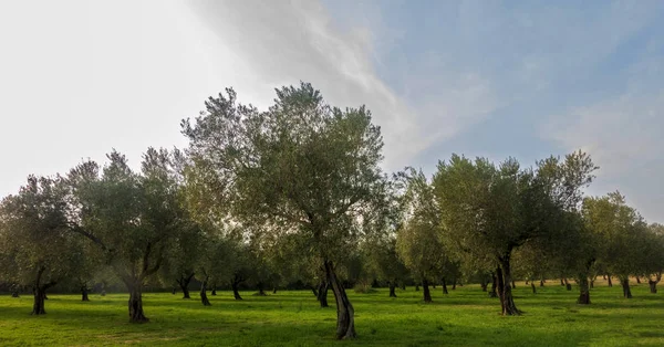 I dintorni della città di Sant Mateu — Foto Stock