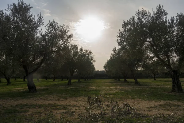 I dintorni della città di Sant Mateu — Foto Stock