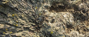 Bir zeytin ağacının gövdesinin dokusuna sahip arka plan