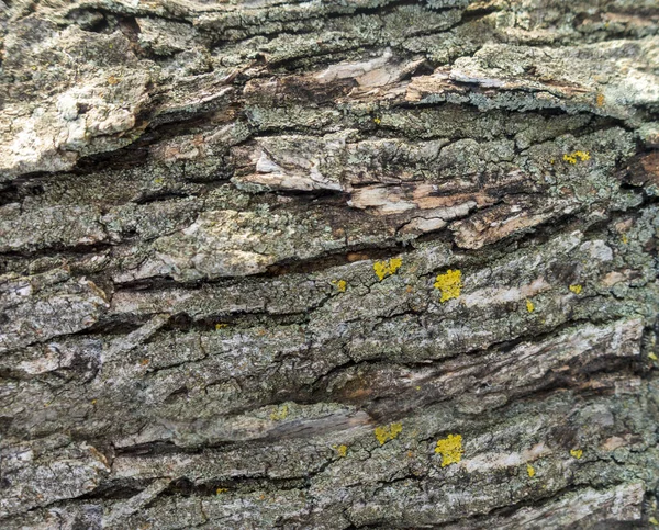 Fundal cu textura trunchiului unui măsline — Fotografie, imagine de stoc