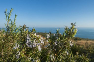 Oropesa 'daki kaçak sahili açık bir yaz günü, İspanya