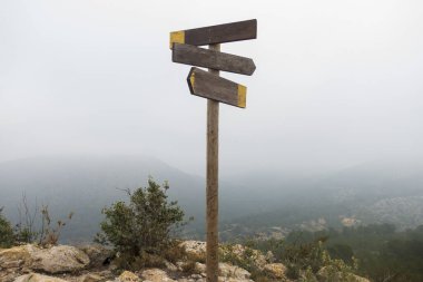 Benicassim, İspanya 'da sisli palmiye çölü