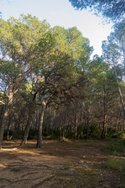 İspanya 'nın Oropesa del Mar kentindeki kaçak bölge.