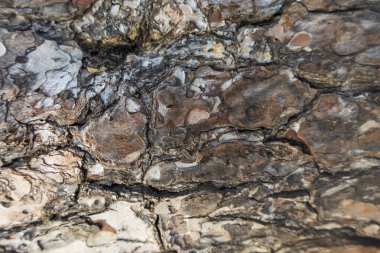 Ahşap dokusu ve grafik kaynağı olan kahverengi soyut bir arkaplan