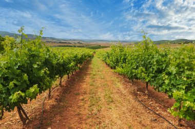 La Rioja 'da büyük bir üzüm bağı Açık bir günde, İspanya