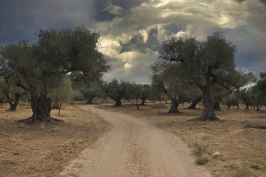 Şafak vakti İspanya 'dan Castellon' a.