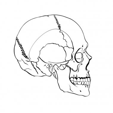 Elle çizilmiş çizgiyi sanat anatomik insan kafatası.