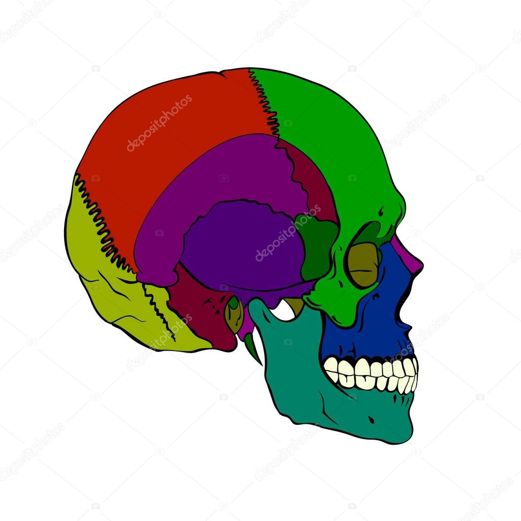 Colored human skull with a lower jaw.