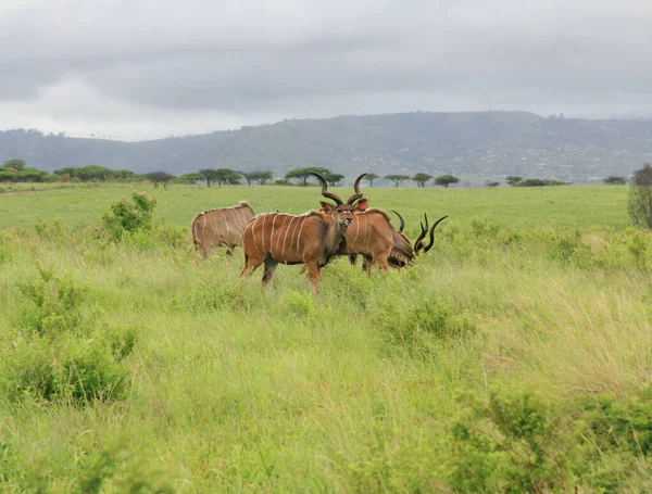 Μεγαλύτερη Kudu Tragelaphus Strepsiceros Είναι Μια Δασική Αντιλόπη Που Βρίσκεται — Φωτογραφία Αρχείου