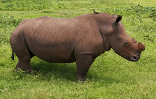 Sad Hornless Rhino South Africa — Stock Photo, Image