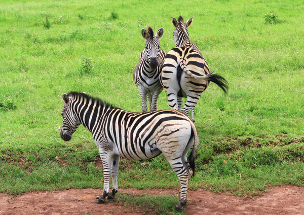 Zebra In profile, front, full face