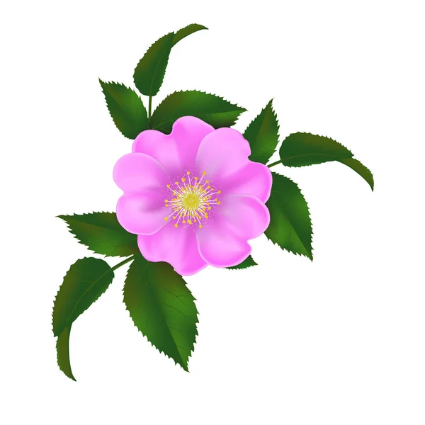 狗蔷薇，野生的玫瑰 — 图库矢量图片