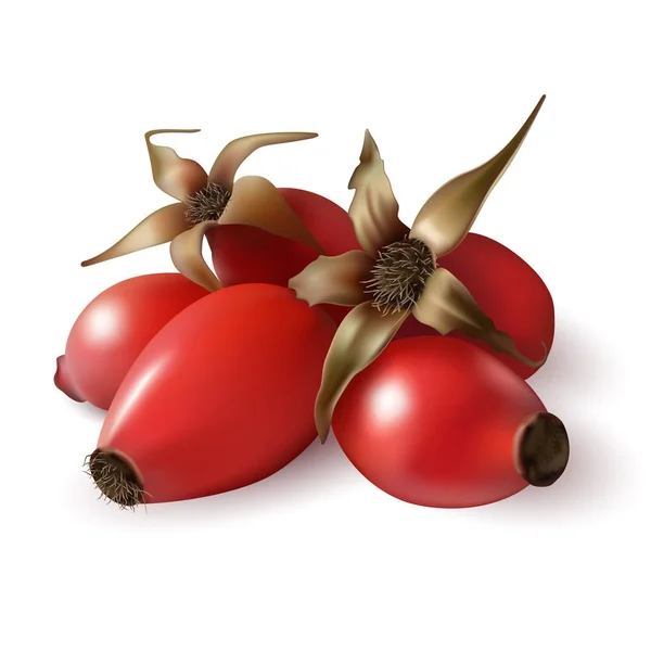 köpek rose, gerçekçi vektör çizim