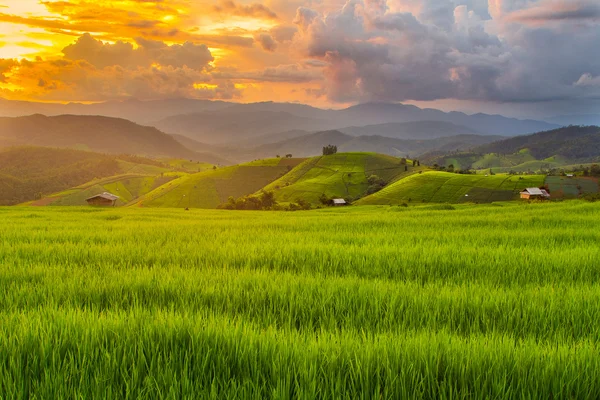 Terrain de riz mitoyen dans le village de Mae-Jam, province de Chaingmai — Photo