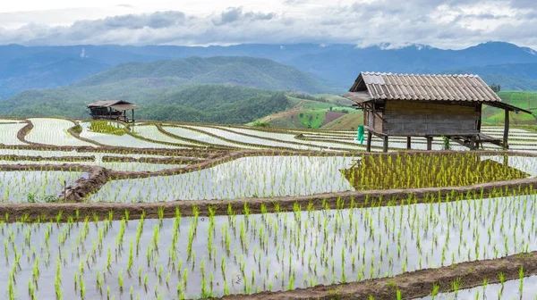 Terrain de riz mitoyen dans le village de Mae-Jam — Photo