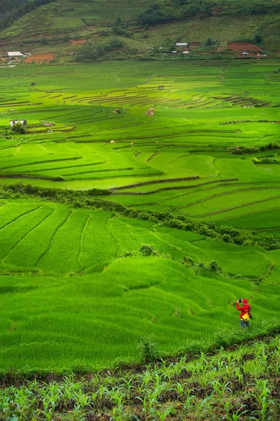 Terrasses de riz en saison des pluies à Tule — Photo