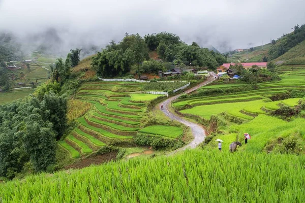 Rizières en terrasses en saison des pluies à SAPA, Lao Cai — Photo